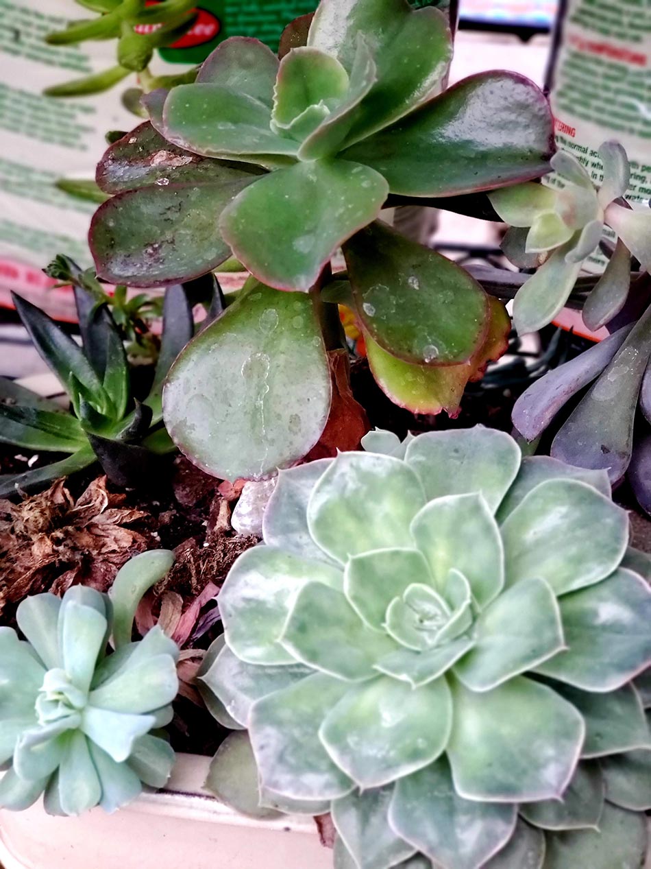 Houseplants & Succulents