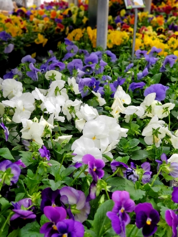 Fall Is For Planting